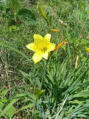 Hemerocallis minor