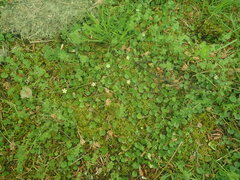 Dichondra brevifolia
