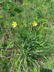 Hemerocallis minor