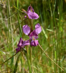 Diuris punctata