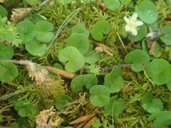 Dichondra brevifolia