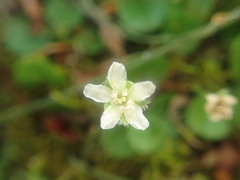 Dichondra brevifolia