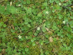 Dichondra brevifolia