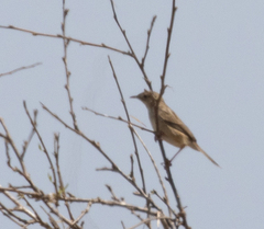 Cisticola cherina