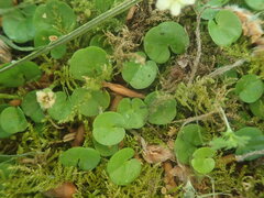 Dichondra brevifolia