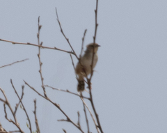 Cisticola cherina