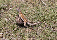 Chalarodon madagascariensis