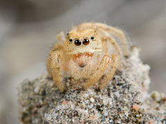 Pseudomogrus zhilgaensis