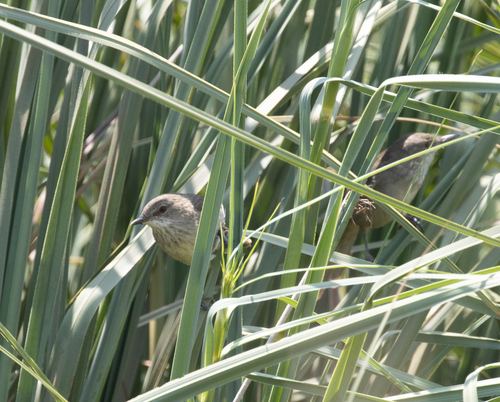 Madagascar Swamp Warbler (Acrocephalus newtoni), photo 6