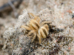 Pseudomogrus zhilgaensis