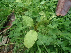 Primula pulverulenta