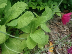 Primula pulverulenta