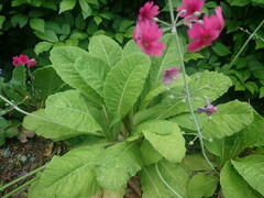 Primula pulverulenta