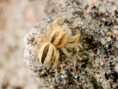 Pseudomogrus zhilgaensis