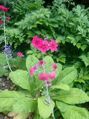 Primula pulverulenta