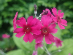 Primula pulverulenta
