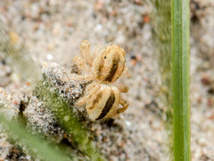 Pseudomogrus zhilgaensis