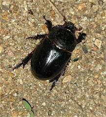 Temnorhynchus