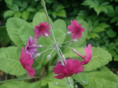 Primula pulverulenta