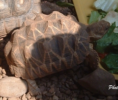 Geochelone