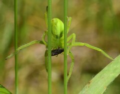 Neosparassus patellatus