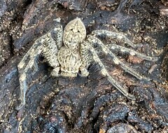 Neosparassus calligaster