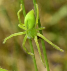 Neosparassus patellatus