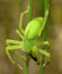 Neosparassus patellatus