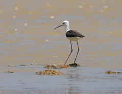 Himantopus himantopus