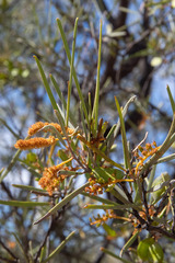 Acacia aneura major