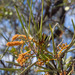 Acacia aneura major - Photo (c) Euan Moore, algunos derechos reservados (CC BY-NC), subido por Euan Moore
