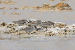 Calidris ferruginea