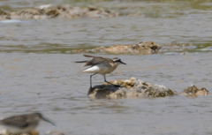 Charadrius pecuarius