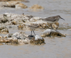 Charadrius pecuarius