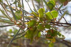 Acacia aneura major