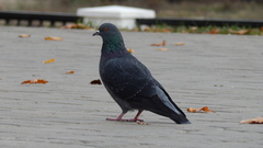 Columba livia domestica