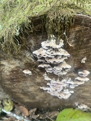 Trichaptum abietinum