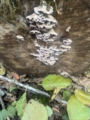 Trichaptum abietinum