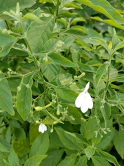 Rhinacanthus nasutus