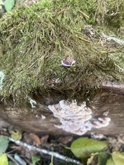 Trichaptum abietinum