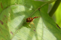 Apoderinae