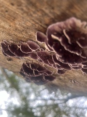 Trichaptum abietinum