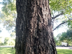 Diospyros mespiliformis