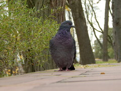 Columba livia domestica