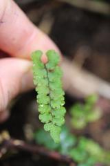 Adiantum diaphanum