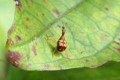 Apoderinae