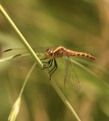 Diplacodes melanopsis