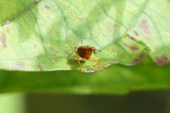 Apoderinae