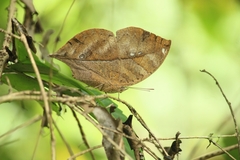 Kallima horsfieldii