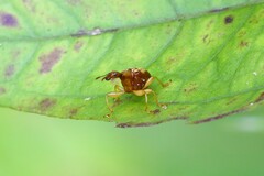 Apoderinae